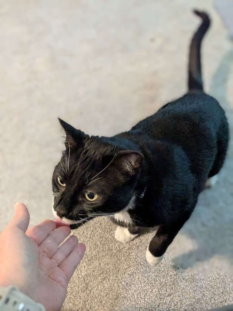 Tuxedo cat sniffing a person’s hand.