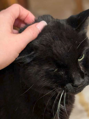 A hand petting a black cat on the head