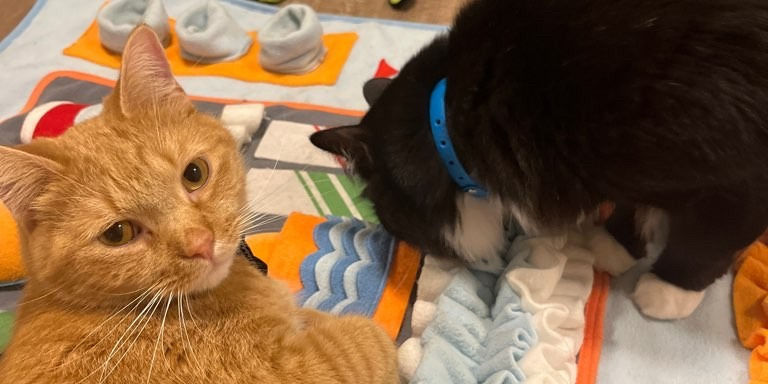 A dog sniffing a skeleton cat Halloween decoration