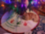 An orange cat laying on a christmas tree skirt