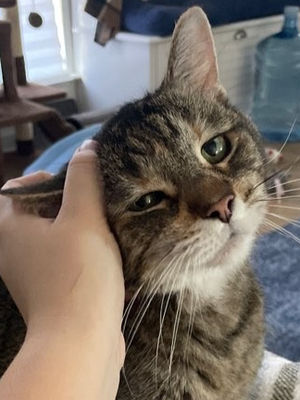 A hand petting a cat on the head