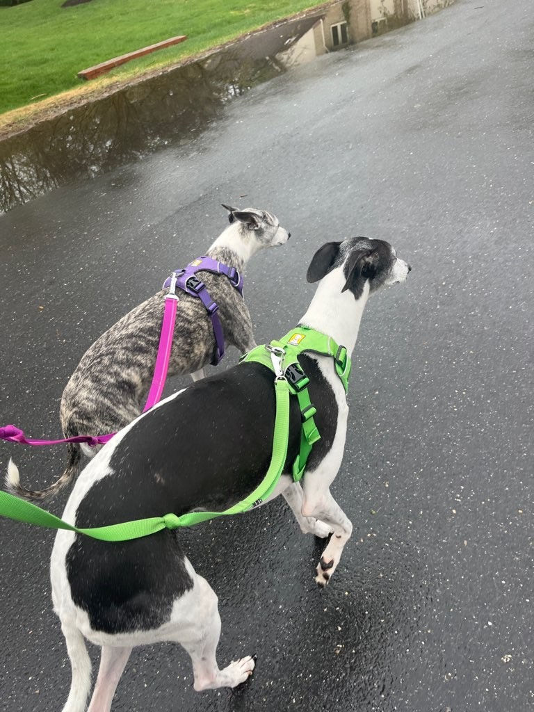 Two greyhounds walking side by side on leashes
