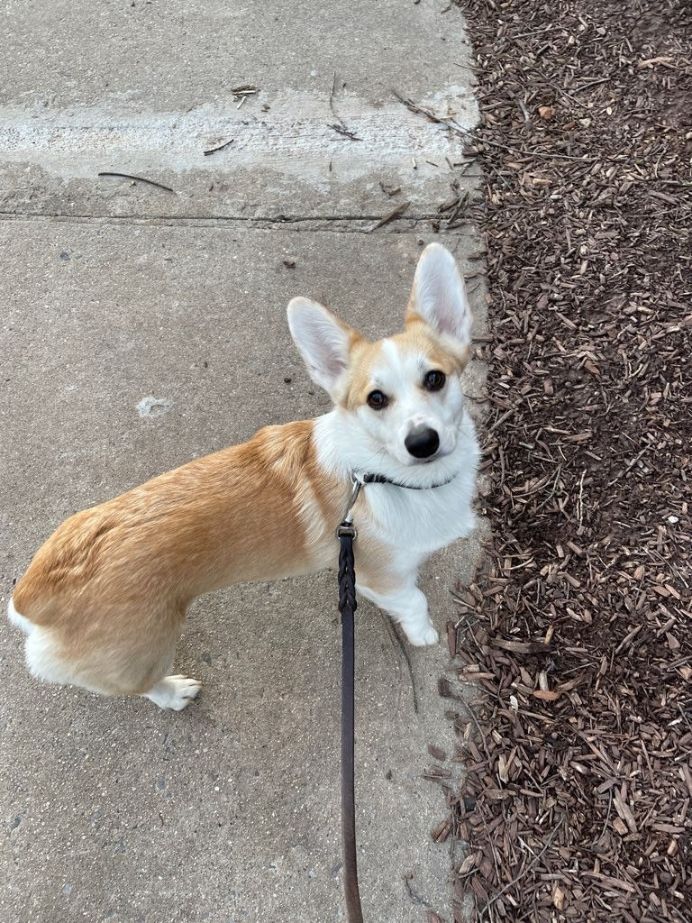 A corgi on a leash outside looking up at the camera