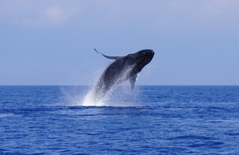 How many Humpback whales are there?