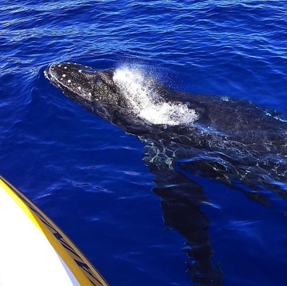Maui’s Whales One of Nature’s True Wonders