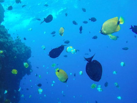 Fish Galore!
