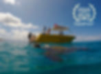 Makai Adventures Snorkeling with Turtles