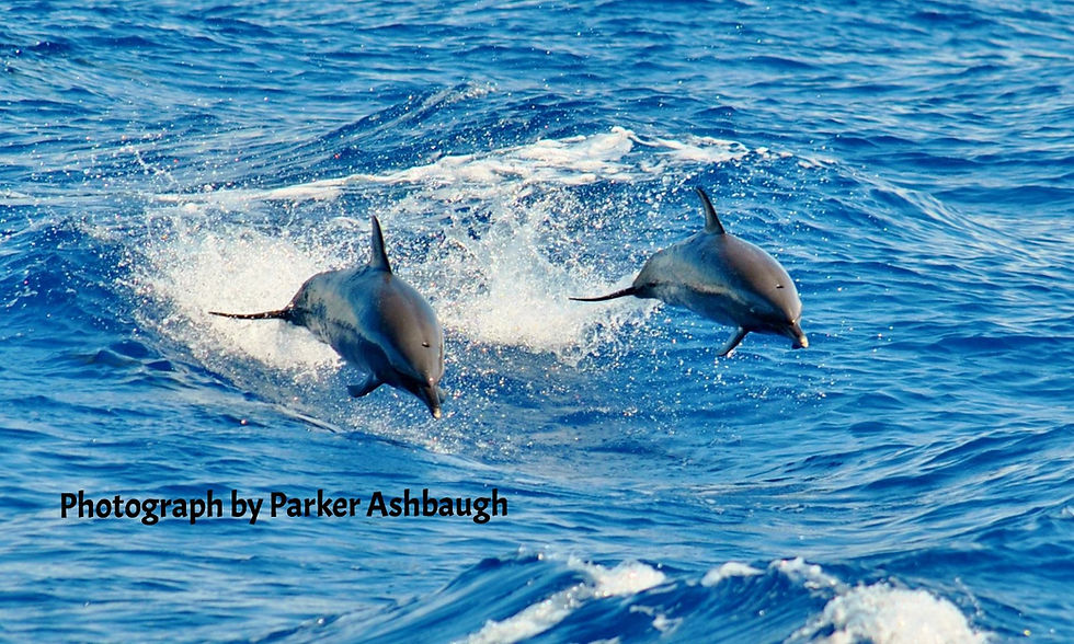 Maui Dolphins