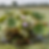Firefly_Gemini Flash_create an image of makhana plant 756217.png