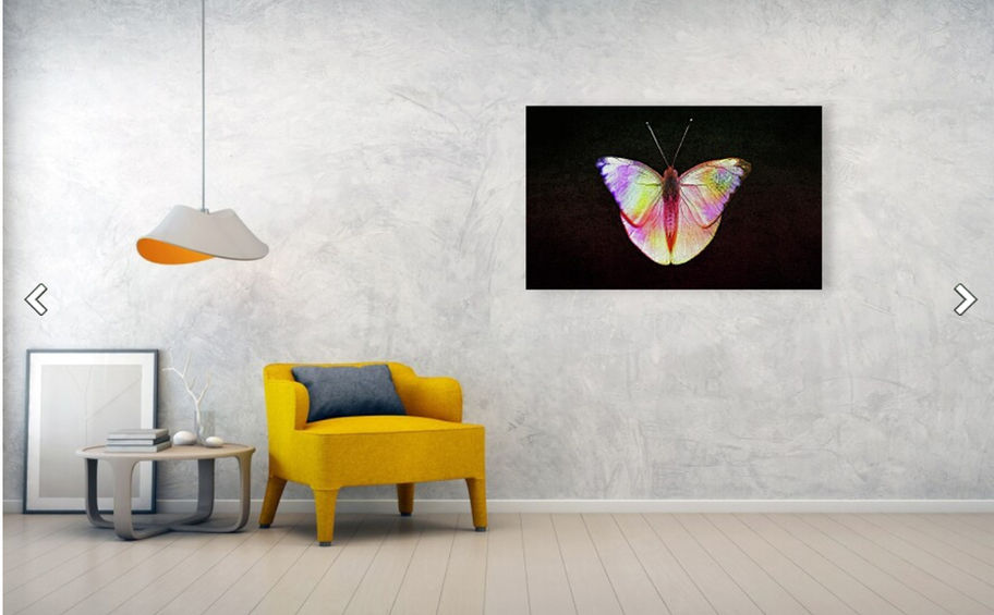 butterfly in multicolor