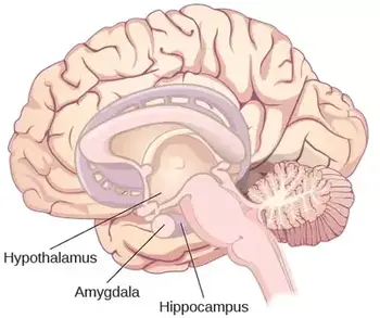 cerebro estrés daño psicólogo