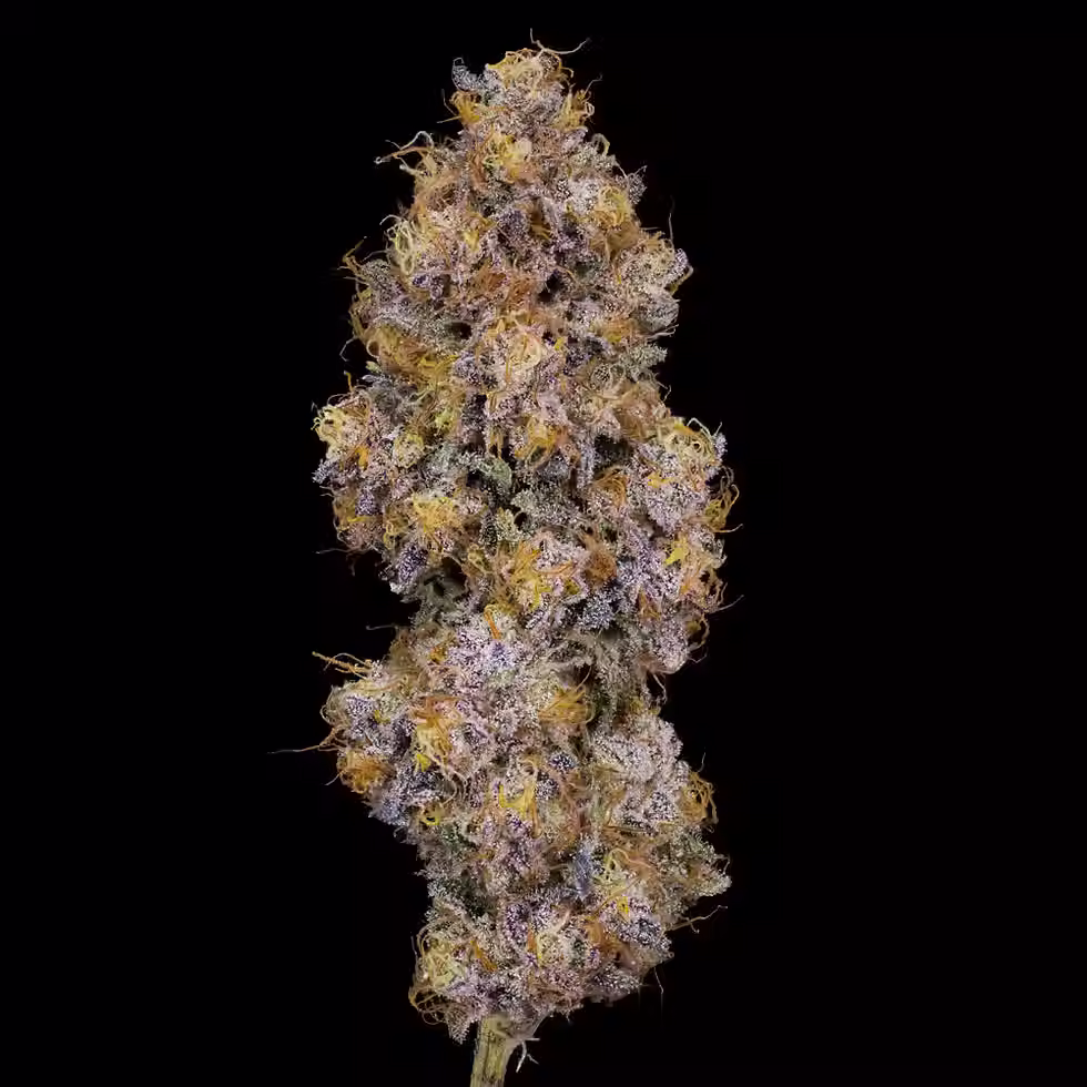 ffc nug.avif