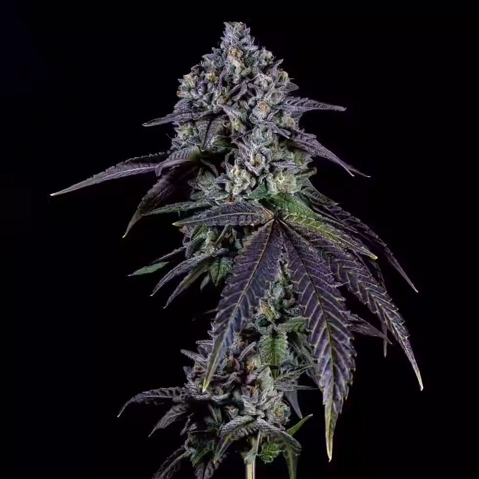 gas cream cake.avif
