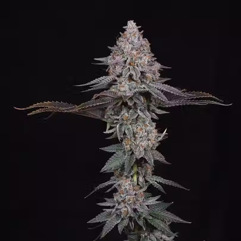 pink certz.avif