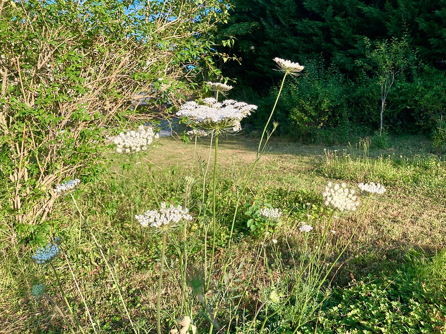 Le jardin sauvage.jpeg