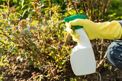 Additional Pest Problems