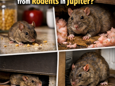 Keep Your Home Safe from Rodents