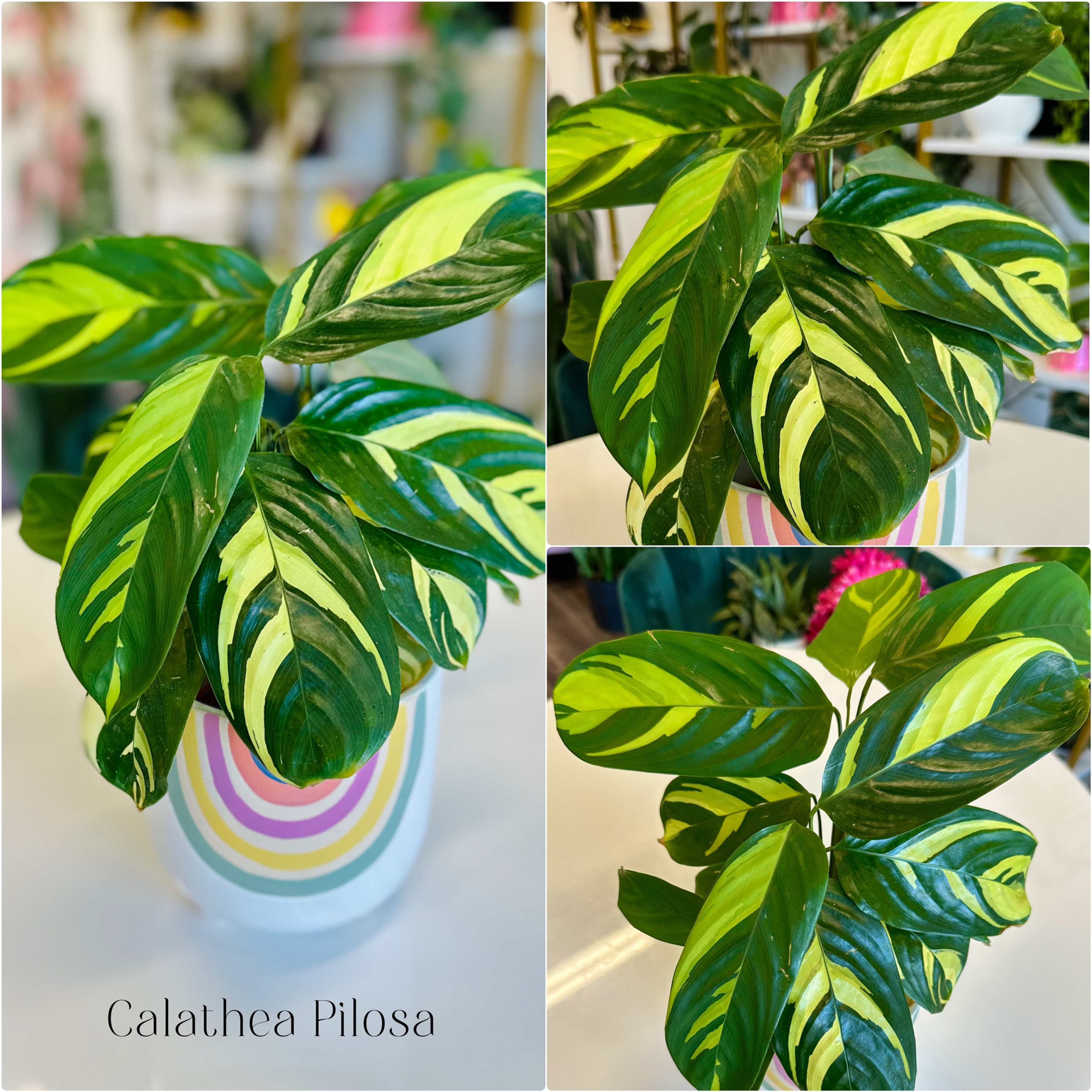 Calathea Pilosa