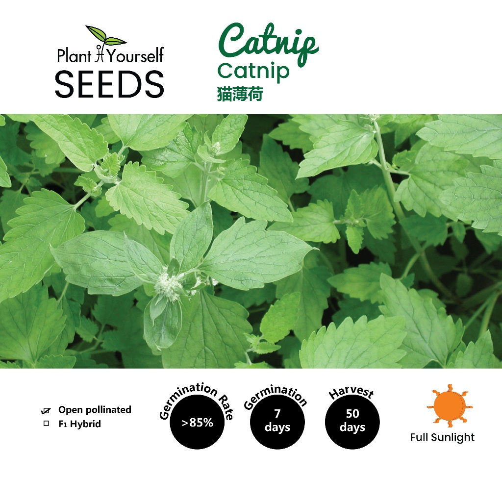 BENIH Catnip / SEEDS Catnip / 种子 - 猫薄荷