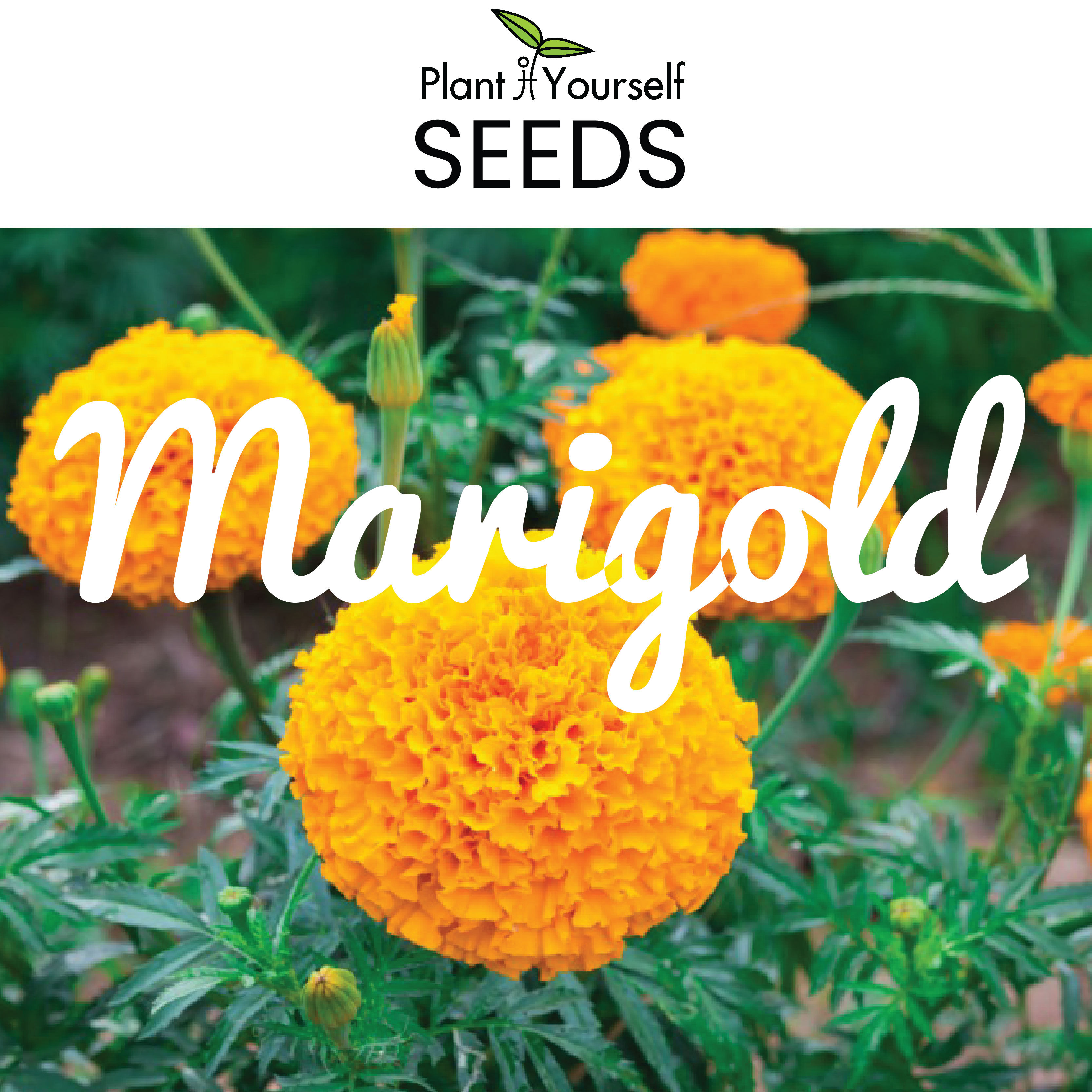 SEEDS Marigold (5g)
