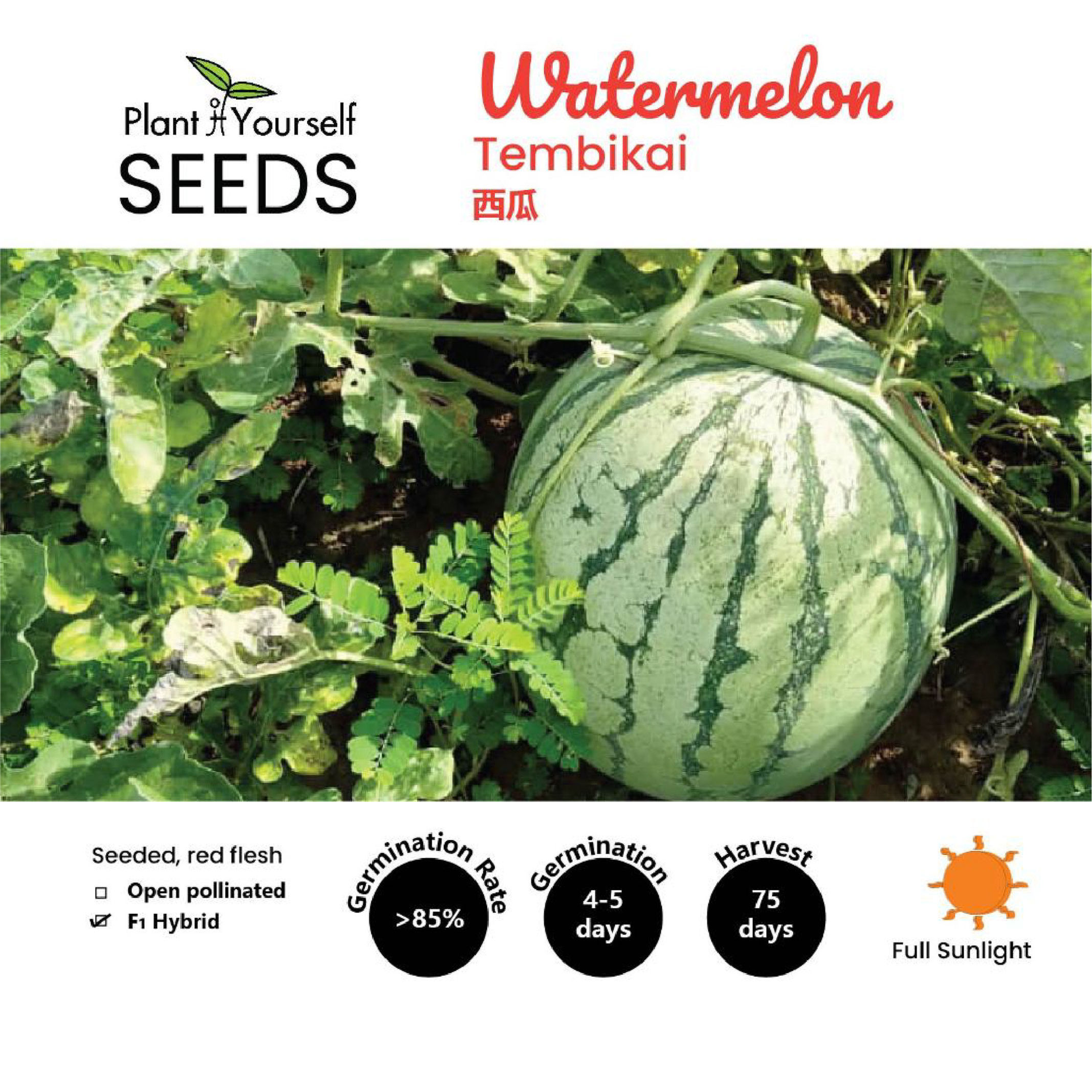 BENIH Tembikai / SEEDS Watermelon / 种子 - 西瓜