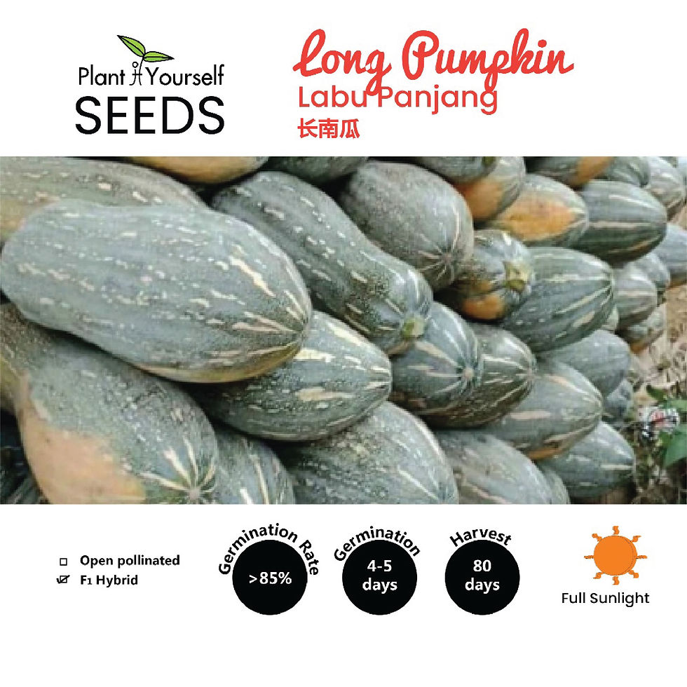 Thumbnail: BENIH Labu Panjang Manis / SEEDS Long Pumpkin  / 种子 - 长南瓜