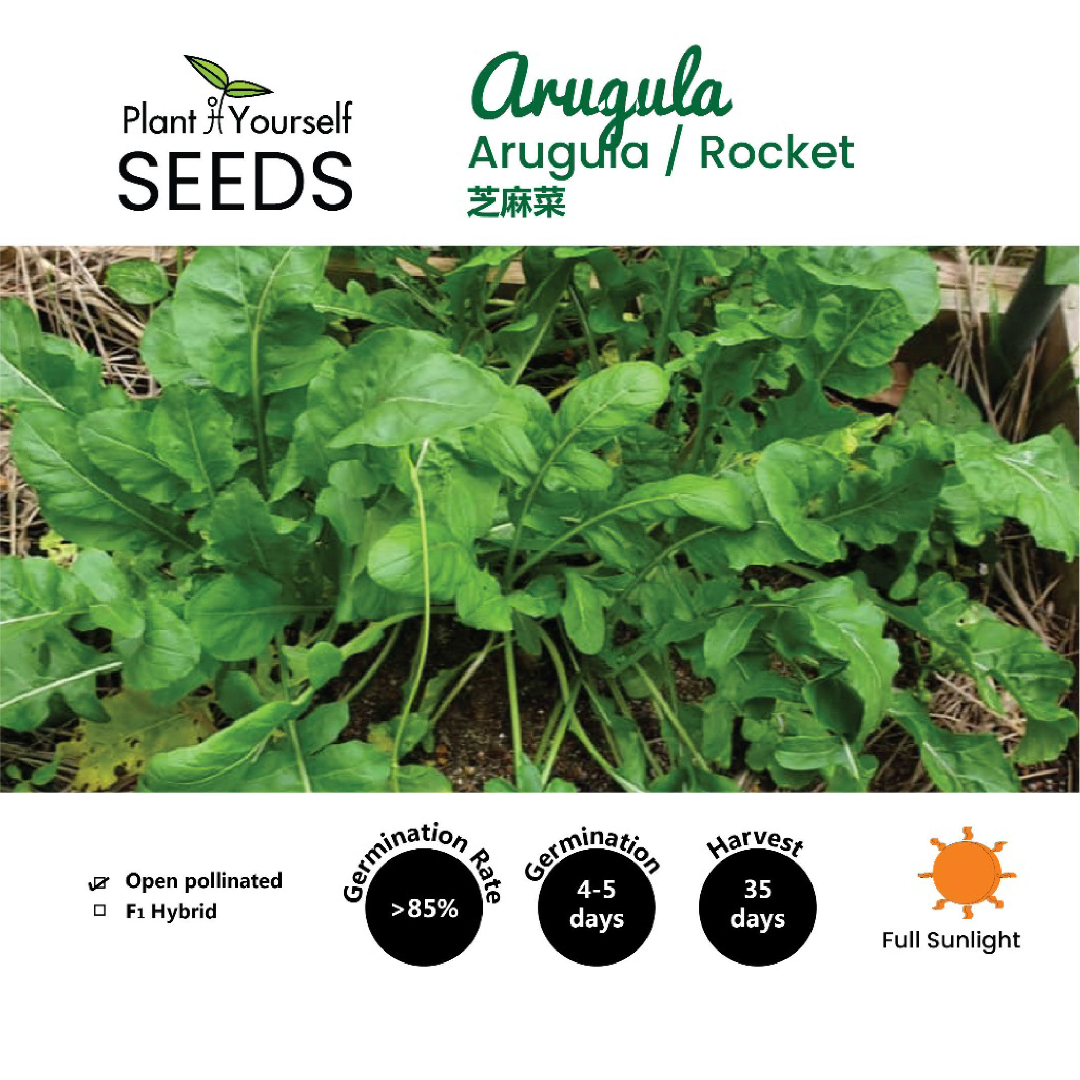 BENIH Arugula / SEEDS Arugula | Rocket / 种子 -芝麻菜