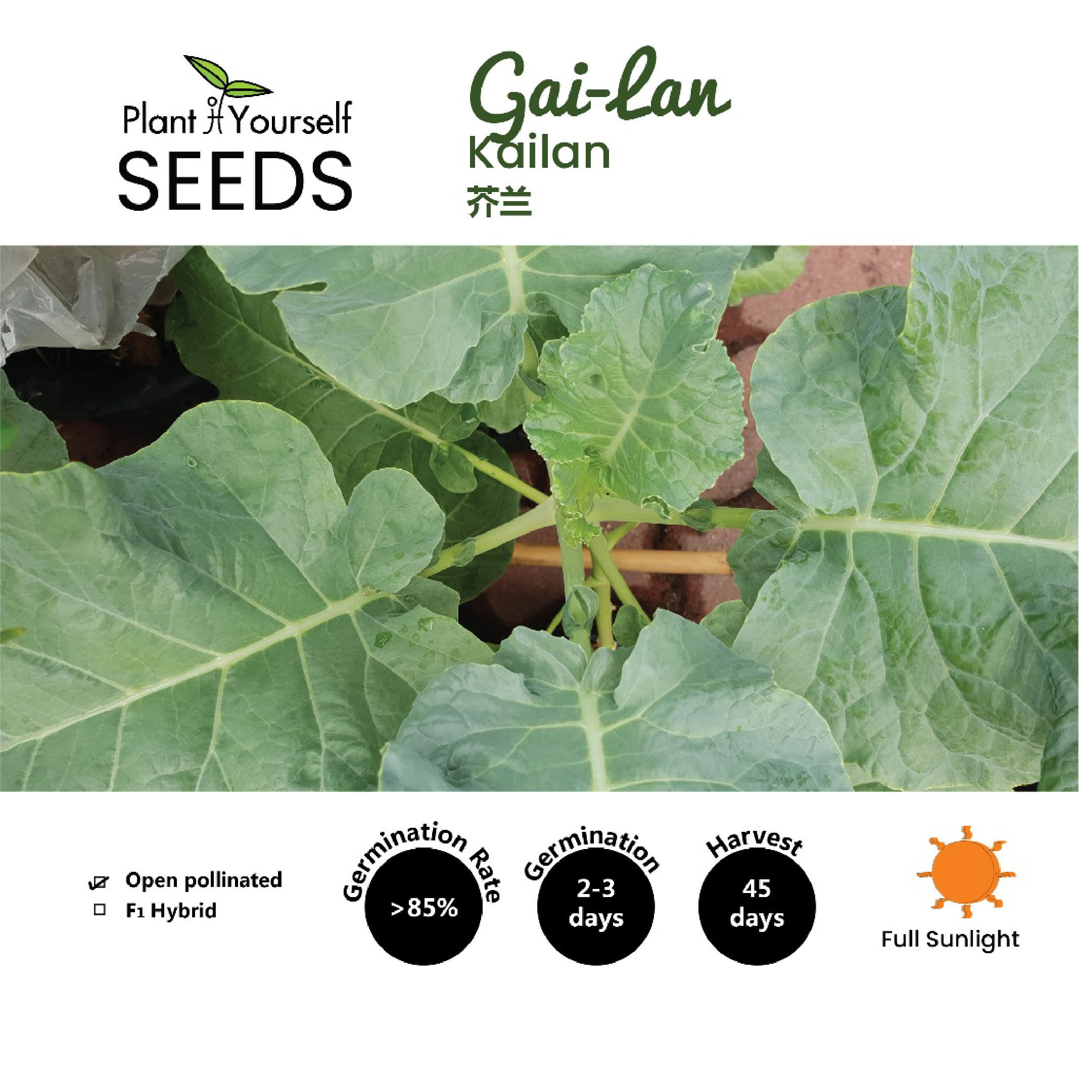 BENIH Kailan / SEEDS Gai-Lan / 种子 - 芥兰