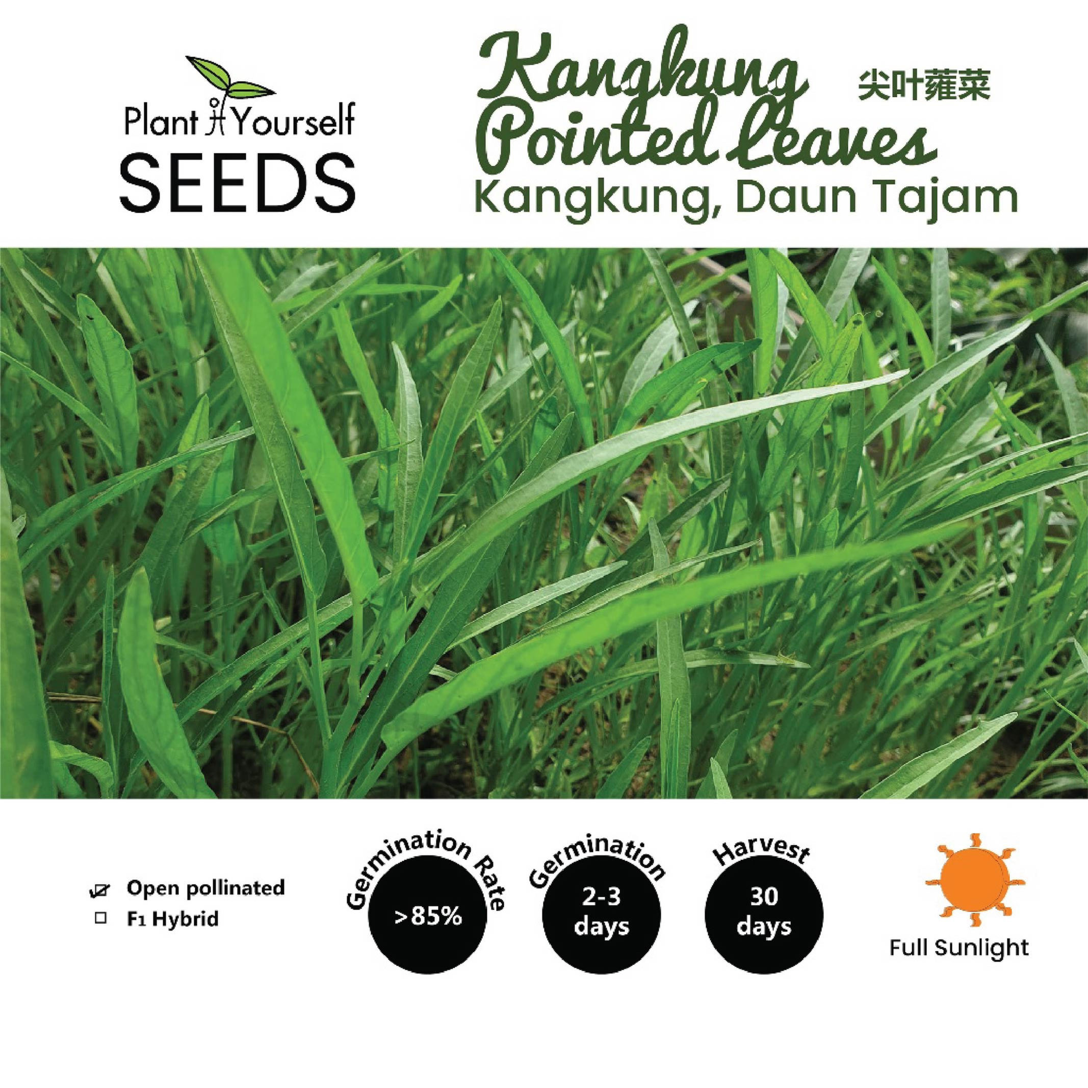 BENIH Kangkung Daun Tajam / SEEDS Kangkung (Pointed Leaves) / 种子 - 竹叶蕹菜