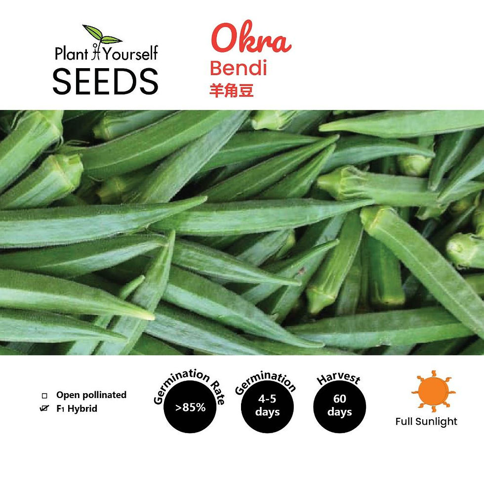 Thumbnail: BENIH Bendi / SEEDS Okra / 种子 - 羊角豆