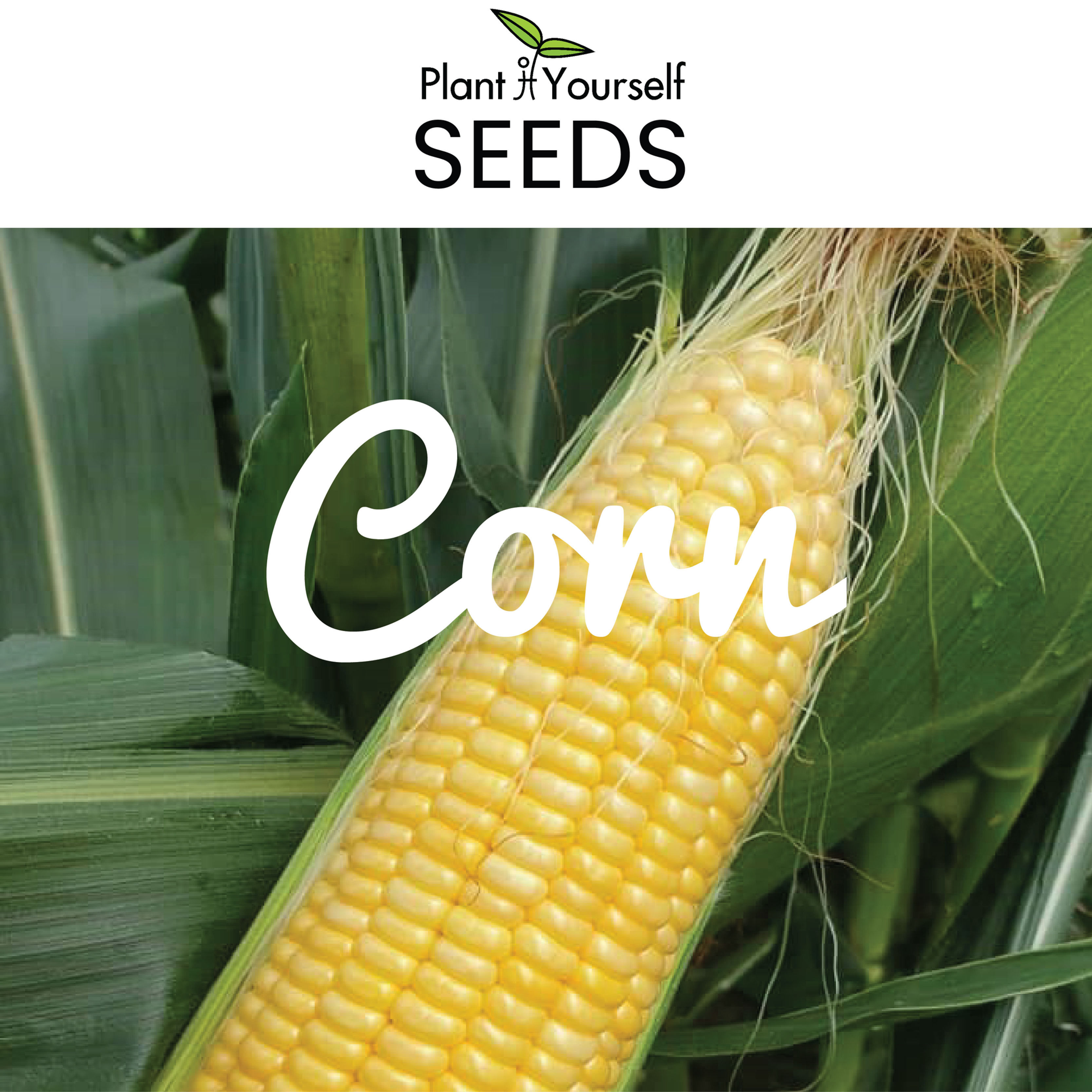 SEEDS Yellow Sweetcorn (42g)