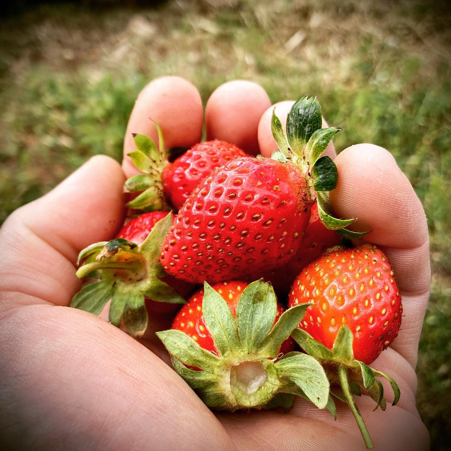 Fragole Fresche