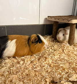 Lio und Cookie.jpg