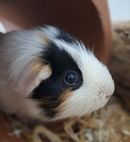 Simba Meerschweinchen.jpg