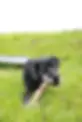 Rocky neu 4.webp