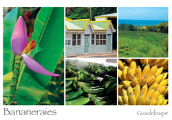 Carte postle Guadeloupe