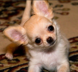 Screen Shot 2012-10-22 at 9.46.22 PM.png