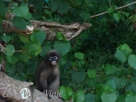 El canto de los gibones