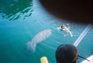 swimwithmanatee.jpg.w300h203.jpg