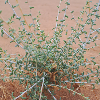 plante dans le désert pendant un trek au Maroc