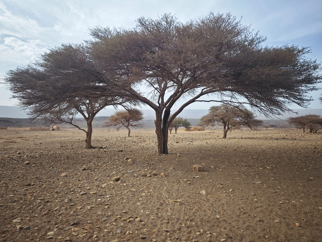 acacia radiana dans le désert d'iriki