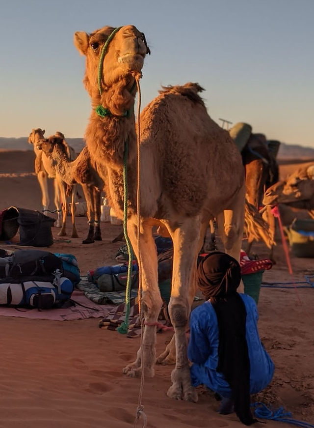 bivouac en dromadaire avec les nomades au maroc