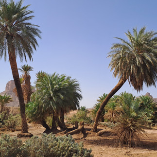 palm trees in the oasis facing the mountains of Moroccan Colorado