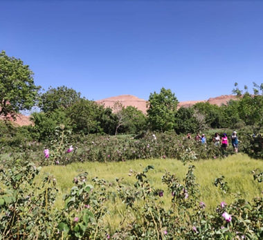 Messenger_creation_36F972C8-2656-4EE4-BBE4-9820BB5CCA37 (1).jpeg