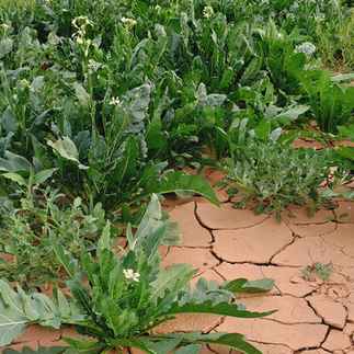 eruca sativa plante du désert marocain
