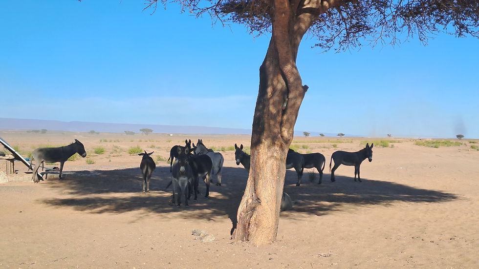 anes sauvages à l'ombre d'un acacia