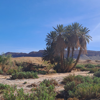 palm tree in the oasis of the Iriki National Park