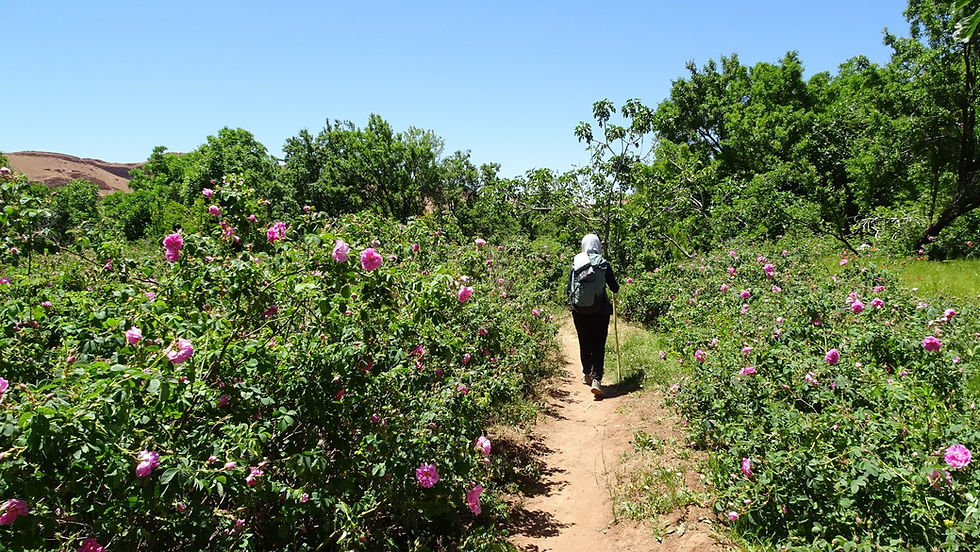 femme en randonnée dans la vallée des roses au maroc