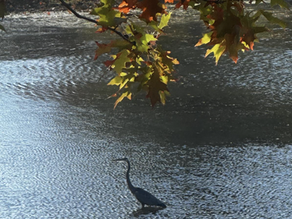 Coping With Challenging Days: Self-Care and Emotional Regulation for Parents 