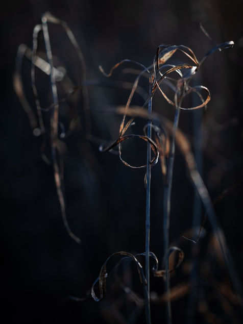 Twisted dried grass stems photographed in low light